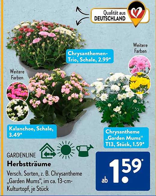 Chrysantheme „Garden Mums“, T13, Stück, 1,59 €