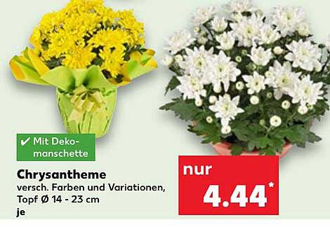 Chrysantheme - Verschiedene Farben und Variationen