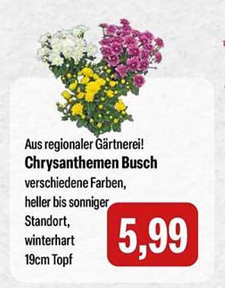 Chrysanthemen Busch - verschiedene Farben