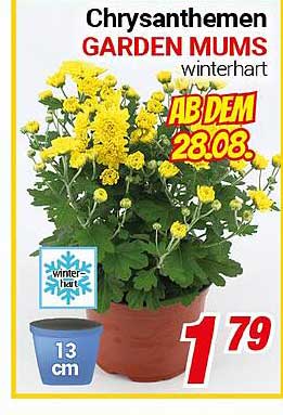 Chrysanthemen GARDEN MUMS - winterhart