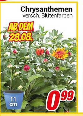 Chrysanthemen in verschiedenen Blütenfarben
