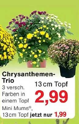 Chrysanthemen-Trio 13 cm Topf