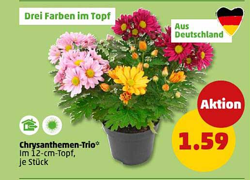 Chrysanthemen-Trio im 12-cm-Topf, je Stück