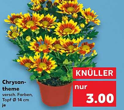 Chrysanthemen - verschiedene Farben, Topf Ø 14 cm