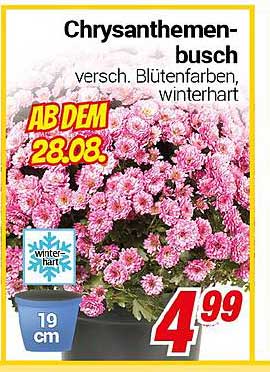 Chrysanthemenbusch - verschiedene Blütenfarben, winterhart