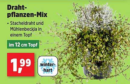 Drahtpflanzen-Mix - Stacheldraht und Mühlenbeckia in einem Topf