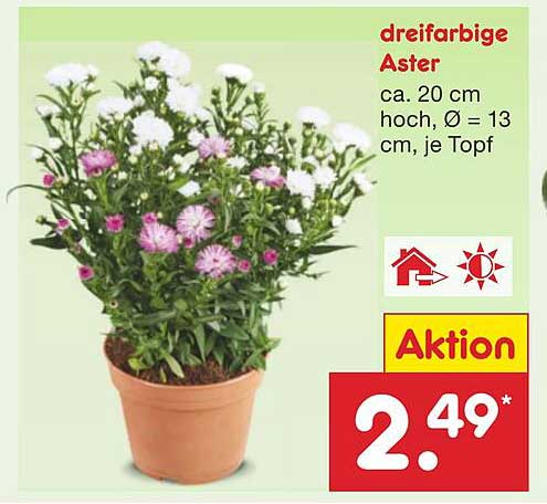 dreifarbige Aster