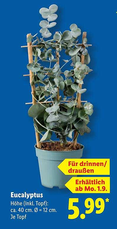 Eucalyptus – Für drinnen und draußen