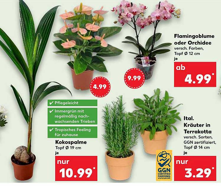 Flamingoblume oder Orchidee - verschiedene Farben, Topf Ø 12 cm je ab 4,99*