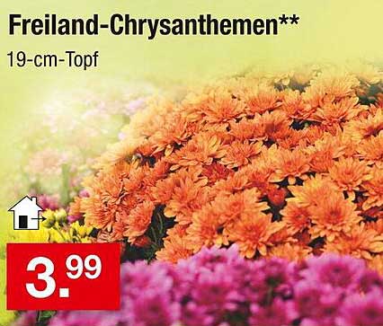 Freiland-Chrysanthemen 19-cm-Topf