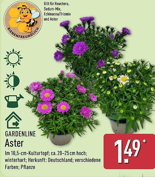 GARDENLINE Aster im 10,5-cm-Kulturtopf