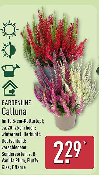 GARDENLINE Calluna im 10,5-cm-Kulturtopf