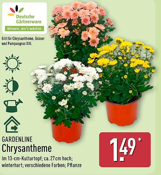 GARDENLINE Chrysantheme