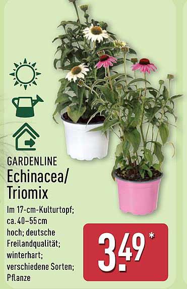 GARDENLINE Echinacea/Triomix