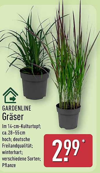 GARDENLINE Gräser im 14-cm-Kulturtopf