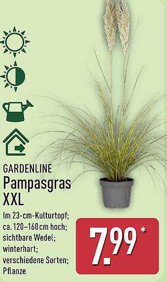 GARDENLINE Pampasgras XXL