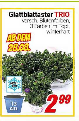 Glattblattaster TRIO – verschiedene Blütenfarben