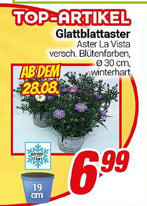 Glattblättrige Aster La Vista, verschiedene Blütenfarben, Ø 30 cm, winterhart