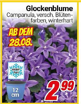 Glockenblume - Campanula in verschiedenen Blütenfarben, winterhart