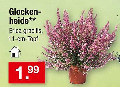 Glockenheide** – Erica gracilis, 11-cm-Topf