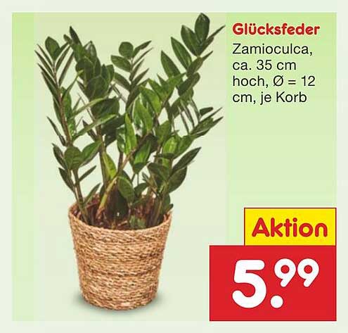 Glücks feder - Zamioculca, ca. 35 cm hoch, Ø 12 cm, je Korb