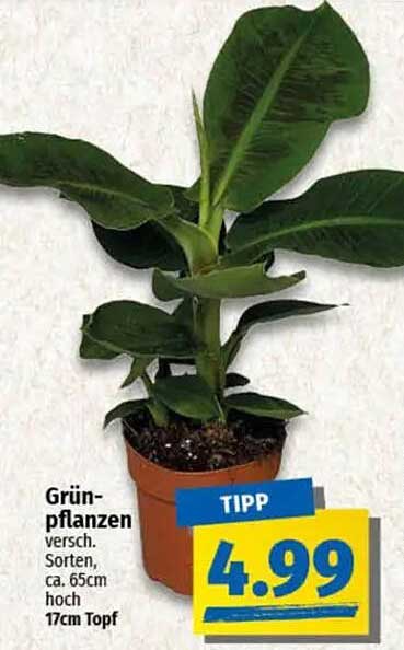 Grünpflanzen – verschiedene Sorten, ca. 65cm hoch