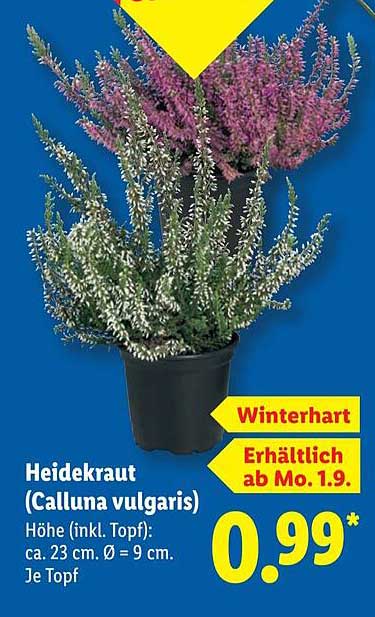 Heidekraut (Calluna vulgaris) - Winterhart und farbenfroh