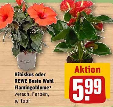 Hibiskus oder REWE Beste Wahl Flamingoblume