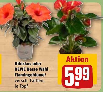 Hibiskus oder REWE Beste Wahl Flamingoblume – versch. Farben, je Topf