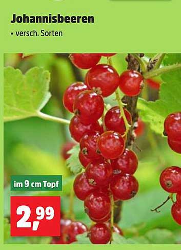 Johannisbeeren - verschiedene Sorten im 9 cm Topf