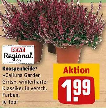 Knospenheide »Calluna Garden Girls«, winterharter Klassiker in versch. Farben