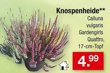 Knospenheide Calluna vulgaris Gardengirls Quattro, 17-cm-Topf