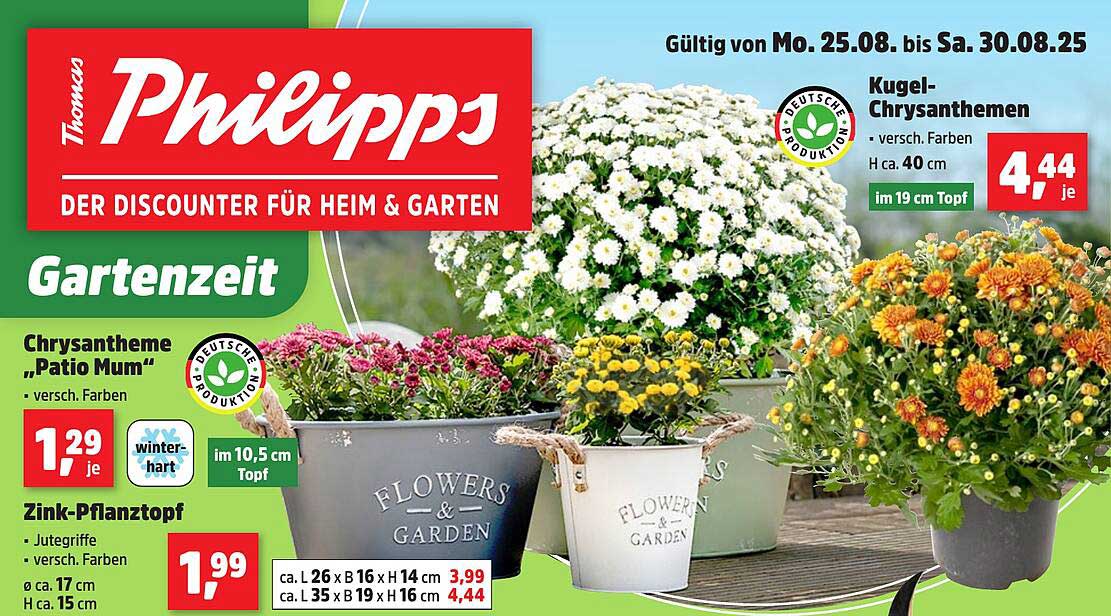 Kugel-Chrysanthemen - Verschiedene Farben, H ca. 40 cm