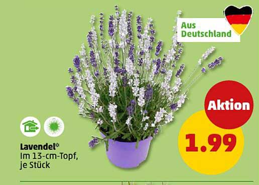 Lavendel im 13-cm-Topf, je Stück