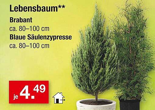 Lebensbaum Brabant und Blaue Säulenzypresse