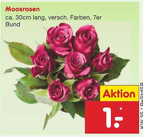 Moosrosen - 7er Bund