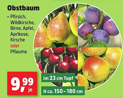 Obstbaum - Pfirsich, Wildkirsche, Birne, Apfel, Aprikose, Kirsche oder Pflaume