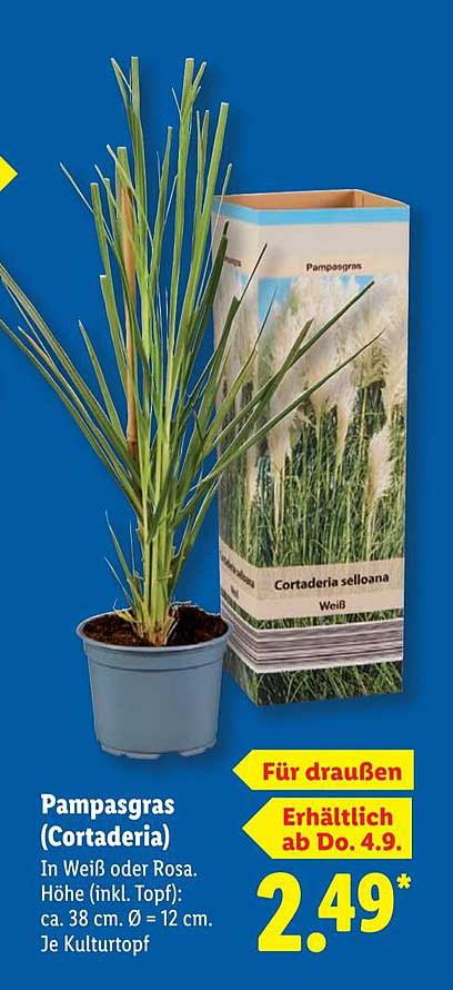 Pampasgras (Cortaderia) in Weiß oder Rosa, Höhe ca. 38 cm
