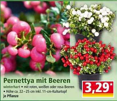 Pernettya mit Beeren - winterhart