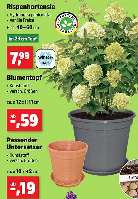 Rispenhortensie - Hydrangea paniculata 'Vanilla Fraise'