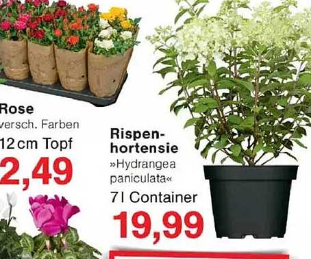 Rispensorchidee »Hydrangea paniculata« 7l Container