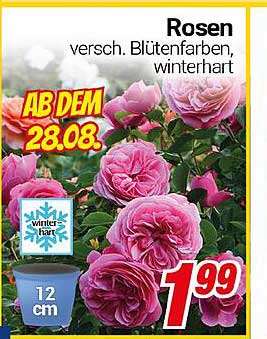 Rosen - verschiedene Blütenfarben, winterhart