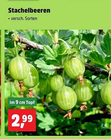 Stachelbeeren - verschiedene Sorten im 9 cm Topf