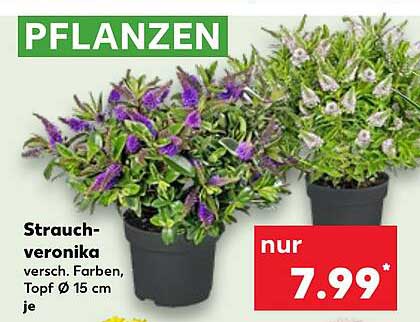 Strauchveronika in verschiedenen Farben, Topf Ø 15 cm