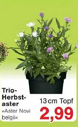 Trio-Herbstaster »Aster Novi belgii«