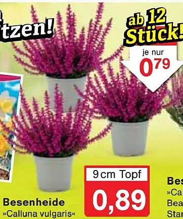 Besenheide „Calluna vulgaris“ im 9 cm Topf