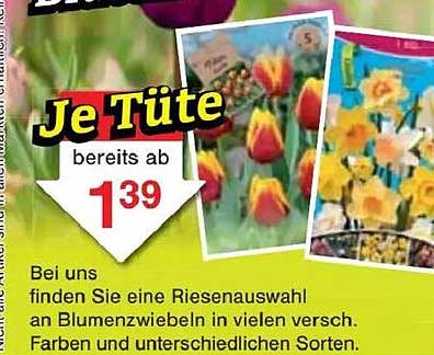 Blumen-Zwiebeln je Tüte bereits ab 1,39