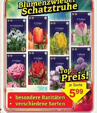 Blumenzwiebel Schatztruhe - besondere Raritäten, verschiedene Sorten