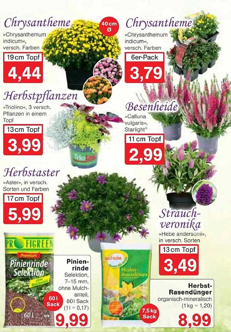 Chrysantheme, 6er-Pack - Vielfältige Farben für Ihren Garten