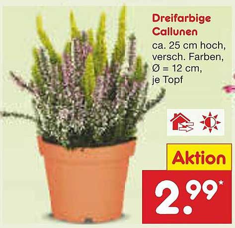 Dreiarmige Callunen - ein echtes Highlight für Ihr Zuhause!